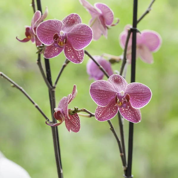 Gyönyörű lila orchidea - Phalaenopsis — Stock Fotó