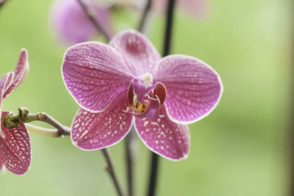 Gyönyörű lila orchidea - Phalaenopsis — Stock Fotó