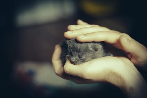 Very little kitten in female hands. — Stock Photo, Image