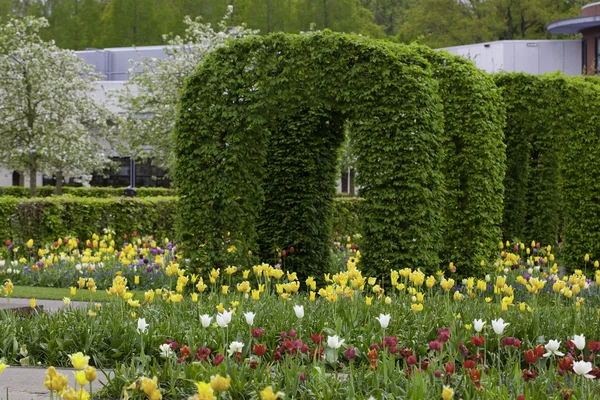 カラフルな春の芝生庭園キューケンホフの黒とピンクのチューリップと — ストック写真