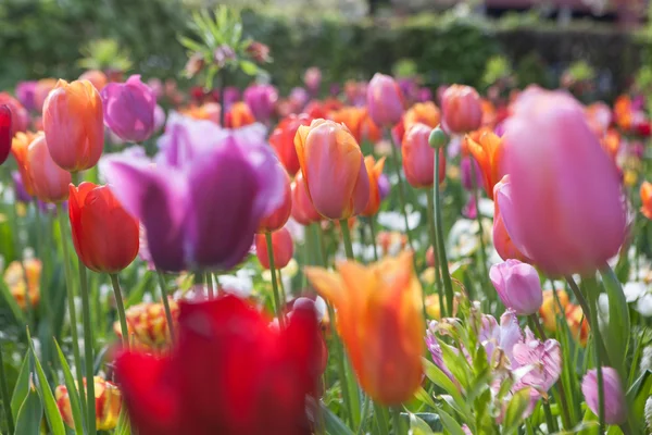 Beautiful colored flowers — Stock Photo, Image