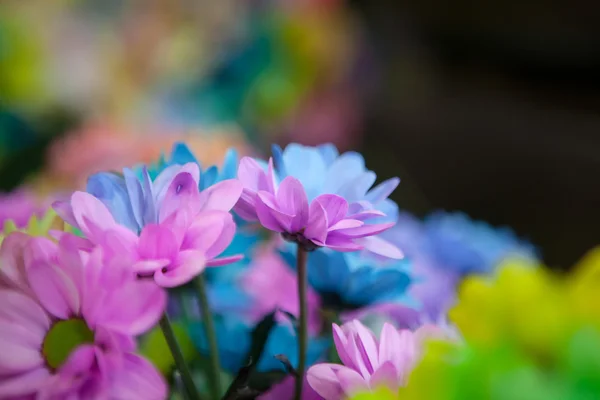 美しいカラフルな花 — ストック写真