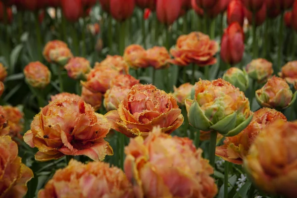 Piros tulipán virágok kert, szabadtéri park — Stock Fotó