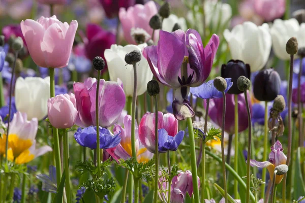 Красочные тюльпаны в парке. — стоковое фото