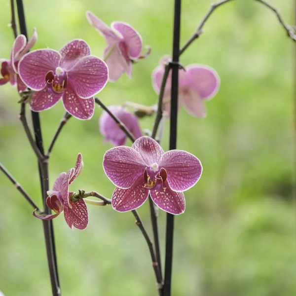 Gyönyörű lila orchidea - Phalaenopsis — Stock Fotó