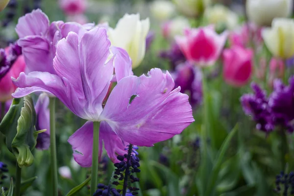 Roze tulpen — Stockfoto