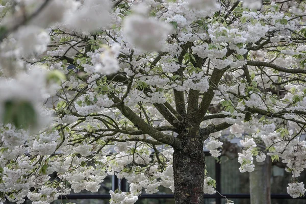 Yeni gelişen ağaç ve çiçek açan çiçekler Hollandalı Bahçe 'keukenhof', Hollanda, — Stok fotoğraf