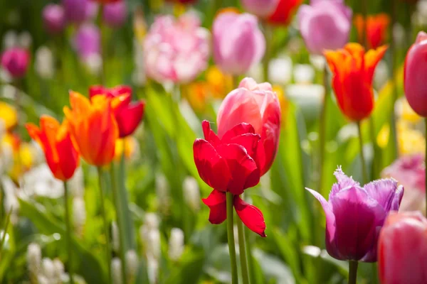 Tulipas coloridas no parque. — Fotografia de Stock