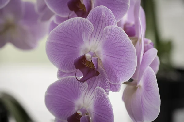 Rózsaszín orchidea phalaenopsis részlete — Stock Fotó