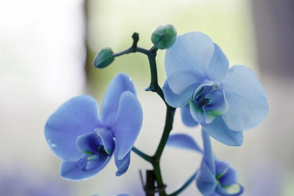 Piękny niebieski storczyki — Zdjęcie stockowe