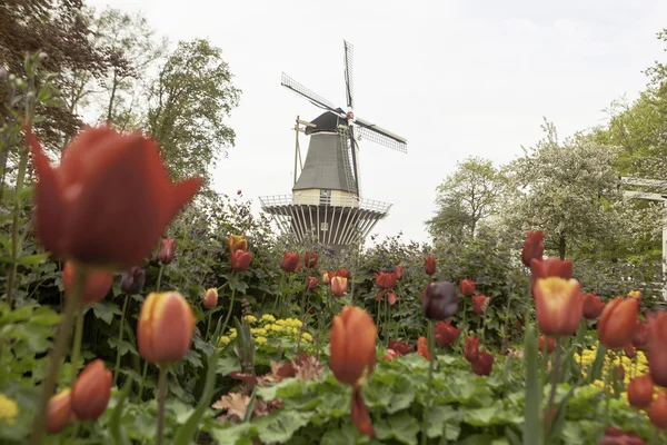 Holländsk väderkvarn över rader av tulpaner fältet, holland — Stockfoto