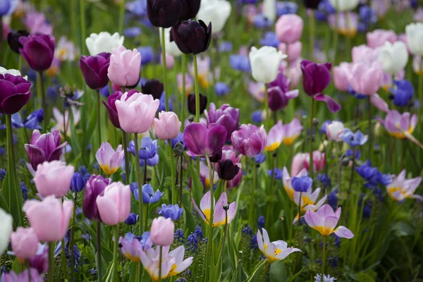 Tulips — Stock Photo, Image