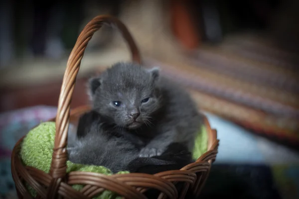 Gatos dormindo no cesto — Fotografia de Stock