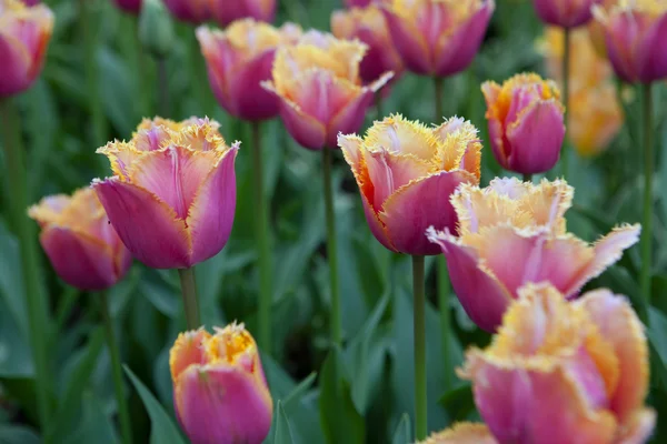 Rosa tulpaner — Stockfoto