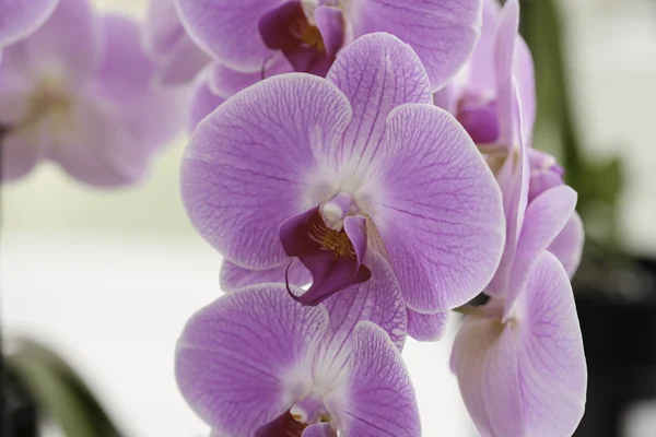 Rózsaszín orchidea phalaenopsis részlete — Stock Fotó