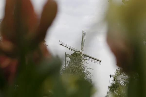 Moulin à vent néerlandais sur des rangées de tulipes — Photo