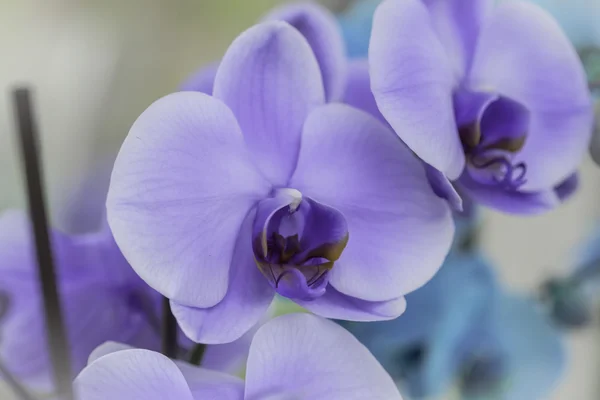 バイオレット バンダ蘭の花します。 — ストック写真