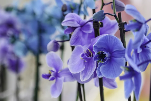 Piękny niebieski storczyki — Zdjęcie stockowe