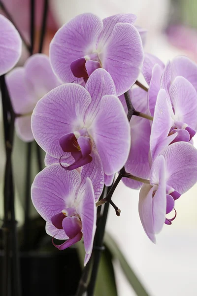 Rózsaszín orchidea phalaenopsis részlete — Stock Fotó