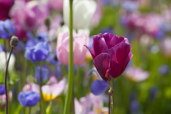 Tulipes colorées dans le parc. — Photo