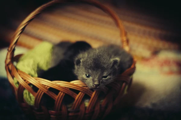 Gatos durmiendo en la cesta — Foto de Stock