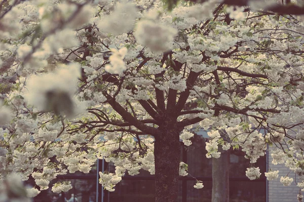 Bloeiende boom en bloeiende bloemen — Stockfoto