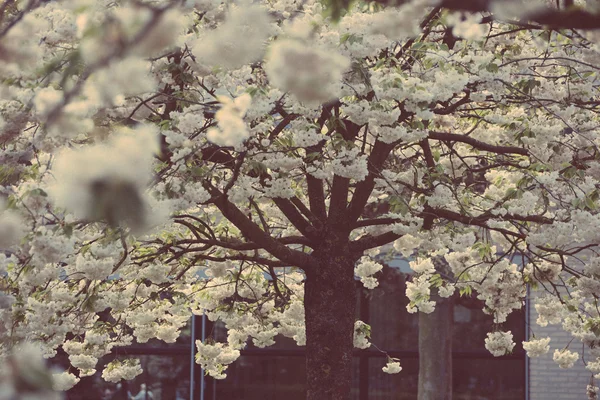 Árbol en flor y flores en flor —  Fotos de Stock