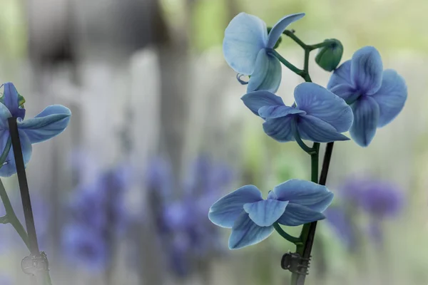 Όμορφη μπλε ορχιδέες — Φωτογραφία Αρχείου