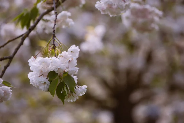 Fiori — Foto Stock