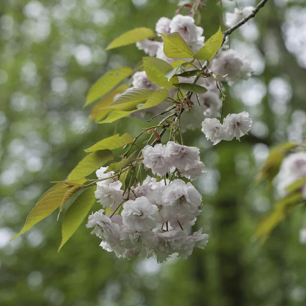 Blumen — Stockfoto