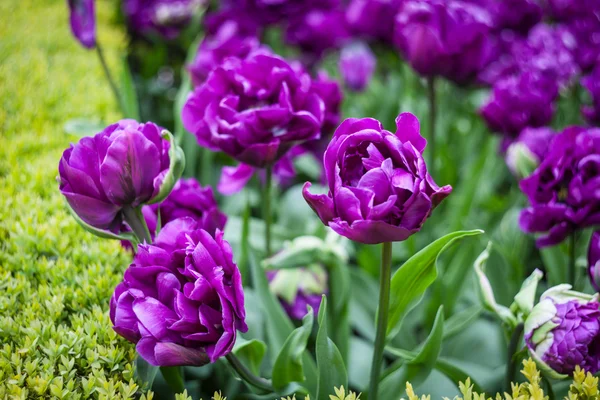 Flowers — Stock Photo, Image