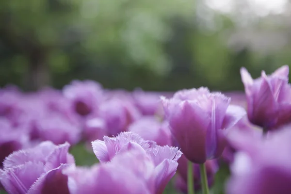 Flowers — Stock Photo, Image