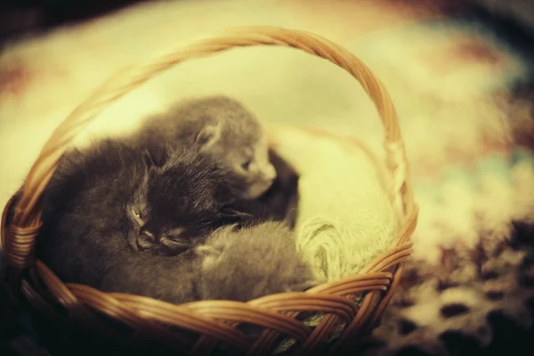 Cats sleeping in the basket — Stock Photo, Image