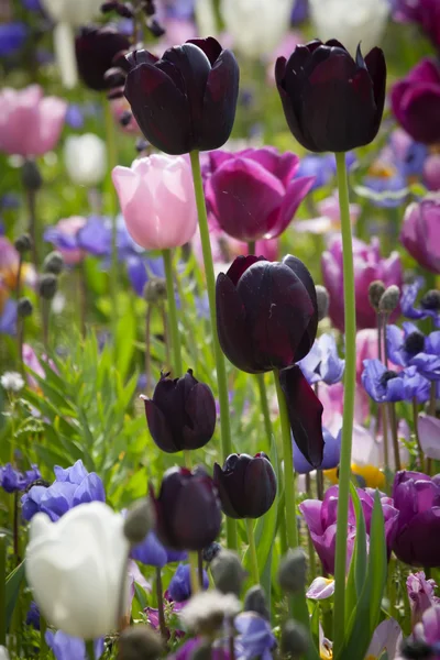 Tulipanes coloridos en el parque. — Foto de Stock