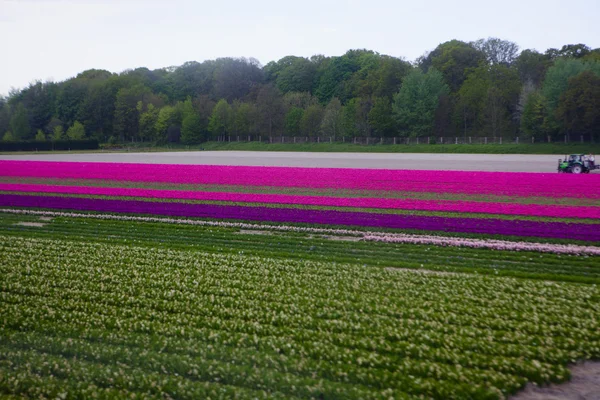 Тюльпан полі прийняті в Голландії — стокове фото