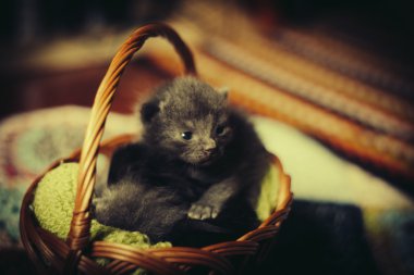 Sepet içinde uyuyan kedi