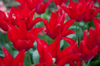 kırmızı lale Çiçek Bahçe, açık park