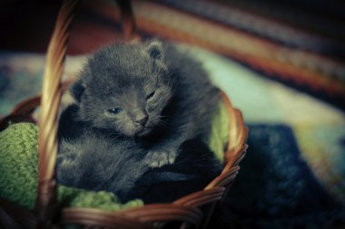 Sepet içinde uyuyan kedi