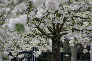 Yeni gelişen ağaç ve çiçek açan çiçekler Hollandalı Bahçe 'keukenhof', Hollanda,