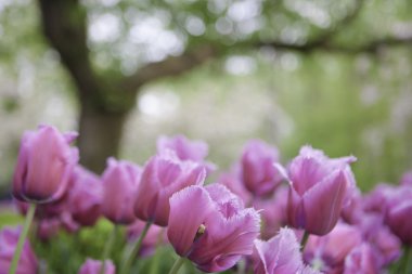 Arka plan ağaç üzerinde pembe laleler.