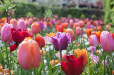 güzel renkli çiçekler