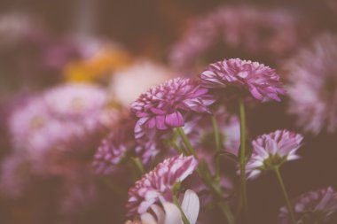 Eflatun çiçekler çok güzel 