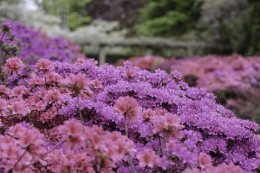 çiçekli pembe çiçek açan begonvillerle bush