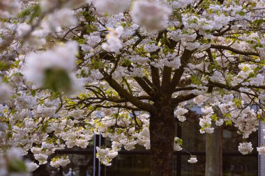 Şu yeni gelişen ağaç ve çiçek açan çiçekler