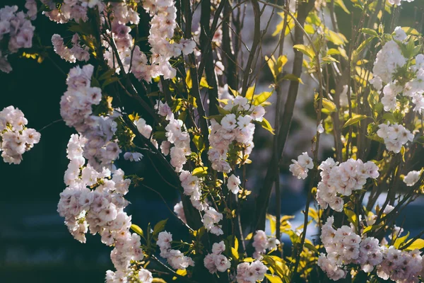 Sakura. Bahar kiraz çiçeği. Güzel pembe çiçekler