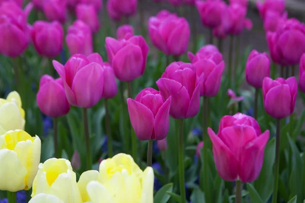 Růžové tulipány — Stock fotografie