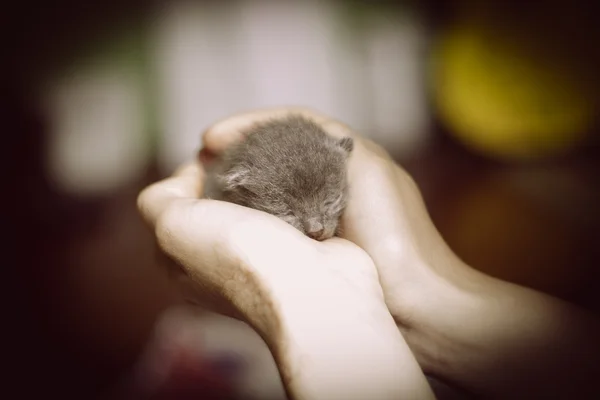 Очень маленький котенок в женских руках . — стоковое фото