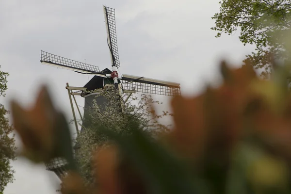 Molino de viento holandés sobre hileras de tulipanes, Holanda —  Fotos de Stock