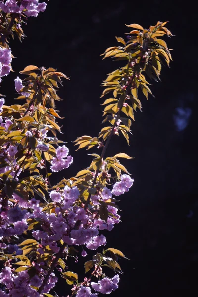 Sakura. Cherry Blossom en primavera. Hermosas flores rosadas —  Fotos de Stock
