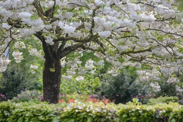 Yeni gelişen ağaç ve çiçek açan çiçekler Hollandalı Bahçe 'keukenhof', Hollanda, — Stok fotoğraf